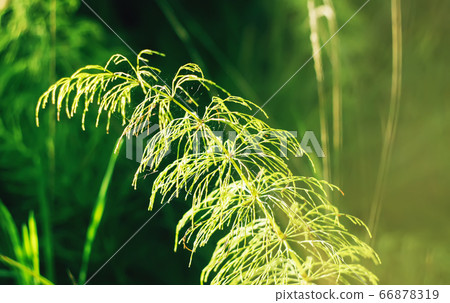 Horsetail plant close up. Equisetum, snake grass, Horsetail plant close up. Equisetum, snake grass, 66878319