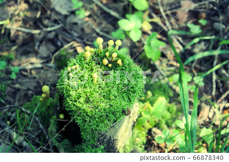Hypholoma fasciculare poisonous mushrooms in wild Hypholoma fasciculare poisonous mushrooms in wild 66878340