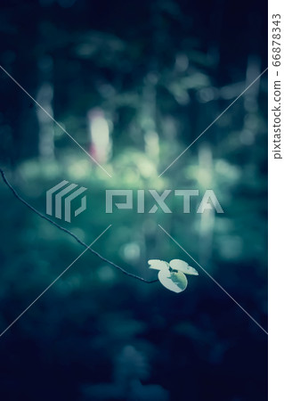 Tree branches in summer forest. Light and shadows. Tree branches in summer forest. Light and shadows. 66878343