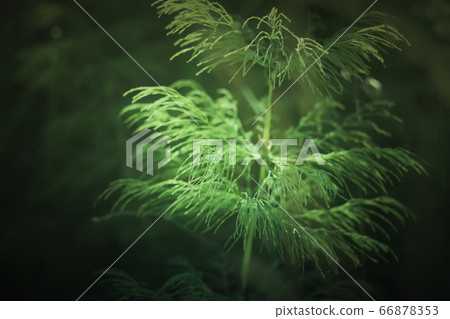 Horsetail plant close up. Equisetum, snake grass, Horsetail plant close up. Equisetum, snake grass, 66878353