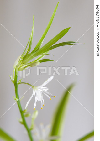 吊蘭 吊蘭 66878604