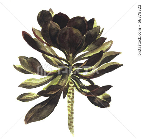 黑人法律老師20626pix7 66878822