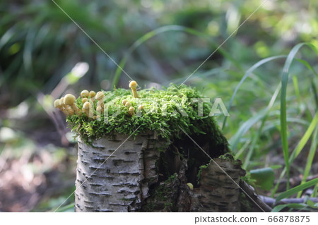 Hypholoma fasciculare poisonous mushrooms in wild Hypholoma fasciculare poisonous mushrooms in wild 66878875