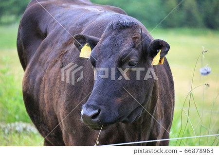 Japanese beef 66878963