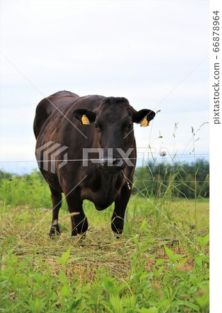 Japanese beef 66878964