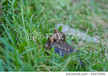 Small Blackbirds just leave the egg in the nest Small Blackbirds just leave the egg in the nest 66879990