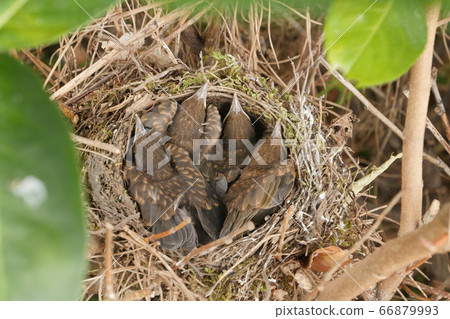 Small Blackbirds just leave the egg in the nest Small Blackbirds just leave the egg in the nest 66879993