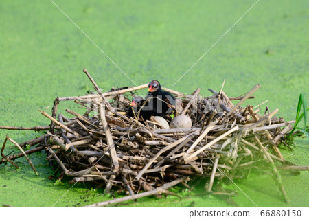 Baby bird in the nest 66880150