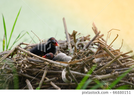 Baby bird in the nest 66880151