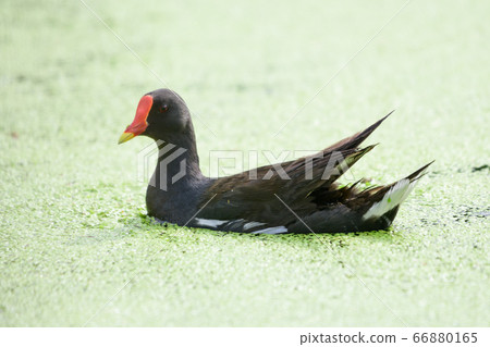 Purple Swamphen Looking for food in the swamp 66880165