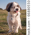 Close-up of a tricolored Coton de Tulear dog looking to the side 66880550