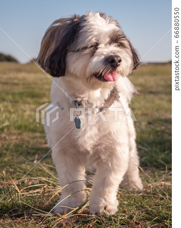 Close-up of a tricolored Coton de Tulear dog looking to the side Close-up of a tricolored Coton de Tulear dog looking to the side 66880550