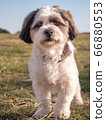 Close-up of a tricolored Coton de Tulear dog looking straight at the camera 66880553
