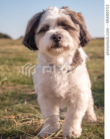 Close-up of a tricolored Coton de Tulear dog looking straight at the camera Close-up of a tricolored Coton de Tulear dog looking straight at the camera 66880553