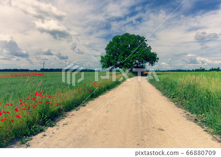 Dirt road between agricultural fields of Latvia. 66880709