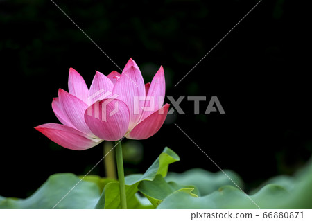 蓮花 蓮花 66880871
