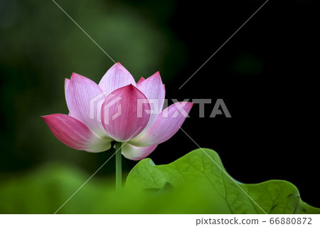 蓮花 蓮花 66880872