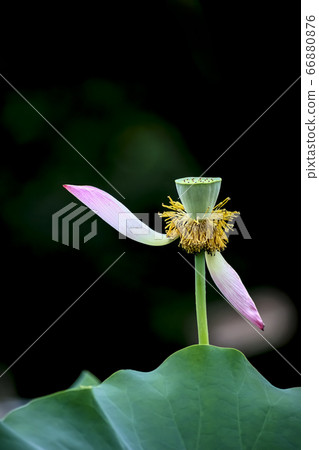 Lotus 66880876
