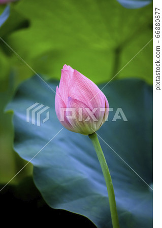 蓮花 蓮花 66880877