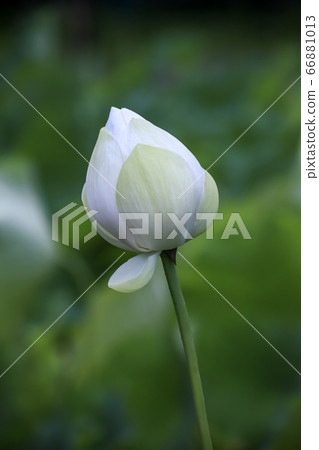 蓮花 蓮花 66881013