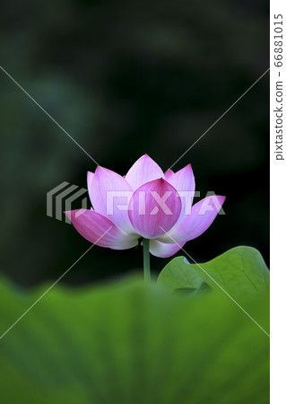 蓮花 蓮花 66881015