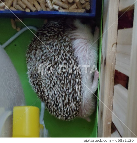 Hedgehog sleeping sideways in the corner 66881120