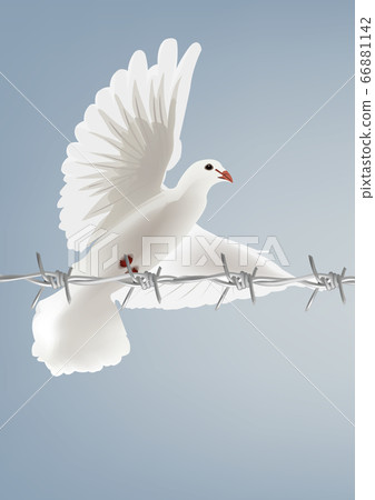 White dove bird in flight with piece of barbed White dove bird in flight with piece of barbed 66881142