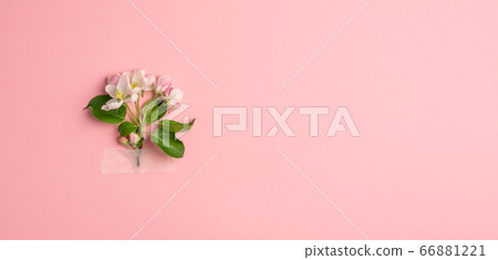 Flowers branch of a blossoming apple tree sakura glued with adhesive tape on a pastel pink background. Spring concept. Flowers branch of a blossoming apple tree sakura glued with adhesive tape on a pastel pink background. Spring concept. 66881221