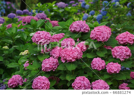 June 133 Fuchu 133 Hydrangea, Local Forest Museum 66881274