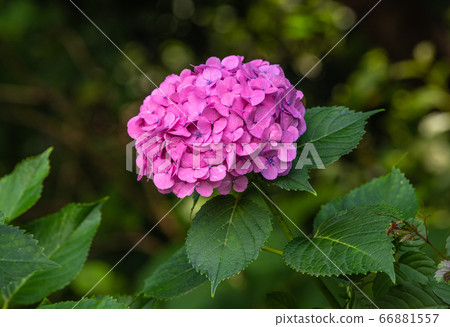 繡球花為日本東京的雨季著色 繡球花為日本東京的雨季著色 66881557
