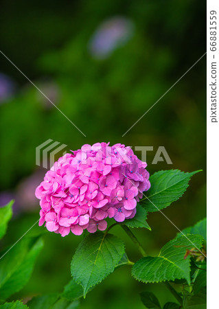 繡球花為日本東京的雨季著色 繡球花為日本東京的雨季著色 66881559