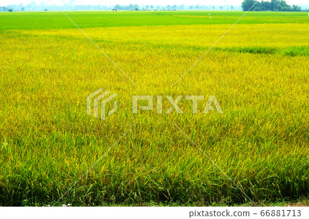agriculture jasmine rice farm and soft fog in 66881713