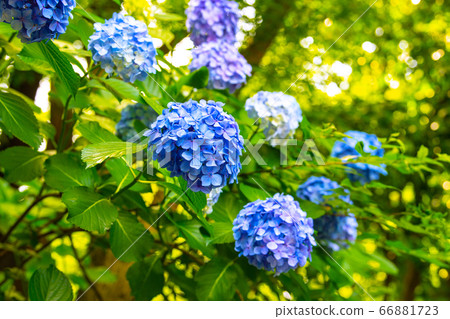 日本八仙花的東京城市景觀=明日香山公園/明日香的小徑為雨季增色 66881723