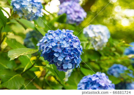 Tokyo cityscape of Japan Hydrangea = Asukayama Park / Asuka's small path that colors the rainy season 66881724