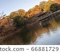 Waterside and autumn leaves 66881729