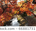 Waterside and autumn leaves 66881731
