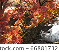 Waterside and autumn leaves 66881732