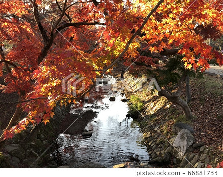 Waterside and autumn leaves 66881733