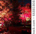 Autumn leaves lit up 66881808