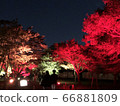 Autumn leaves lit up 66881809
