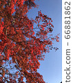Blue sky and autumn leaves 66881862