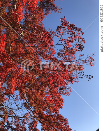 藍天和秋葉 66881862