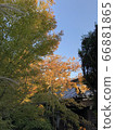 Blue sky and autumn leaves 66881865