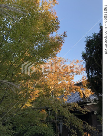 藍天和秋葉 66881865