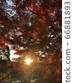 Sunset and autumn leaves 66881893