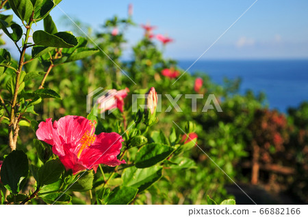 石垣島上的芙蓉 石垣島上的芙蓉 66882166