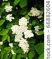 white meadowsweet 66882604