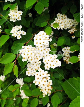 white meadowsweet 66882604