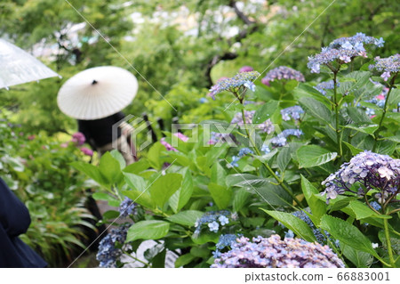  hydrangea 66883001