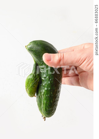 Ugly cucumber in child hand. Organic vegetables. Ugly cucumber in child hand. Organic vegetables. 66883025